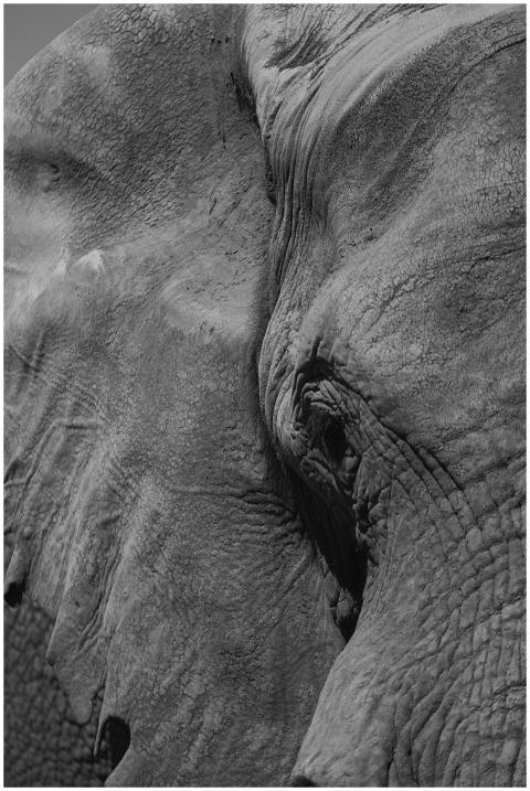 Detailed black and white close-up of an African el
