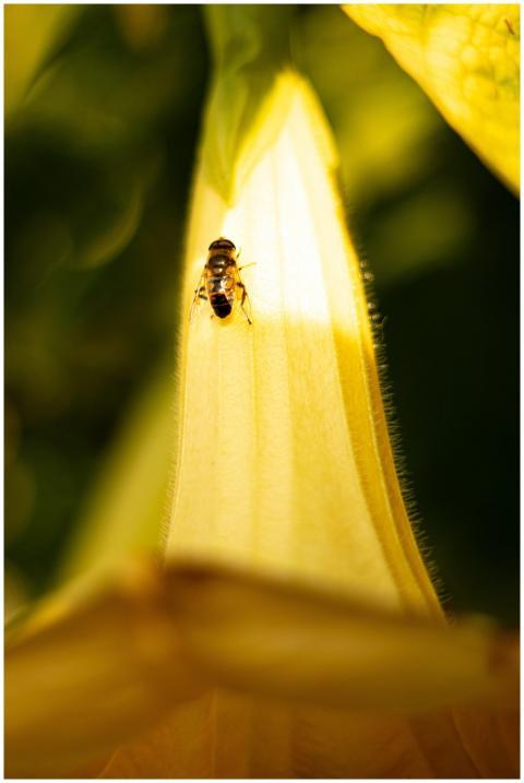 Close-up of a bee on a vibrant yellow flower petal