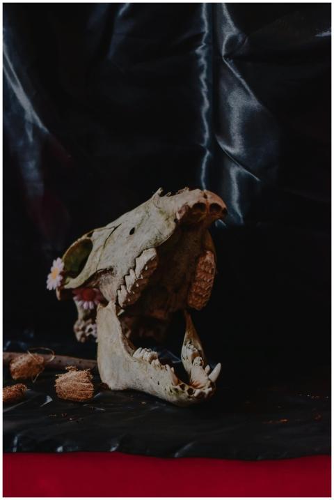 Artistic still life featuring an animal skull with