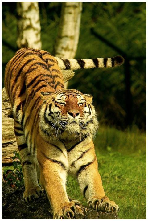 Close-up of a tiger stretching in the wild, showca
