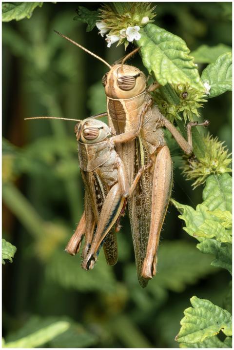 Detailed macro shot of grasshoppers mating on a pl