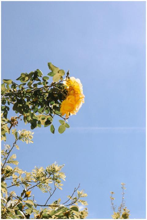 Vibrant yellow rose blooming against a clear blue