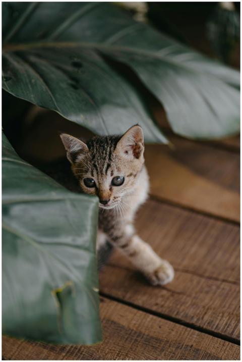 Adorable kitten peeking from under large tropical