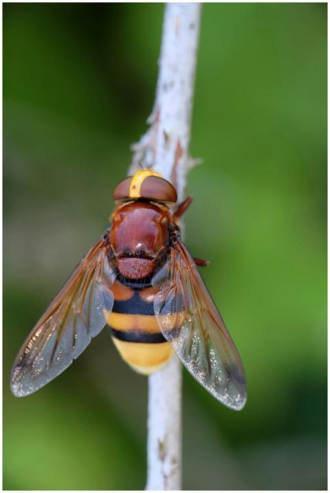 Detailed macro shot of a hoverfly resting on a bra