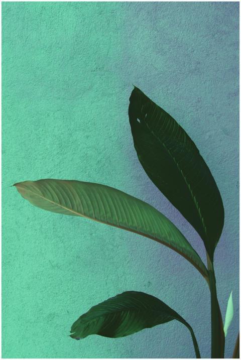 Stylish green plant leaves in contrast with a text