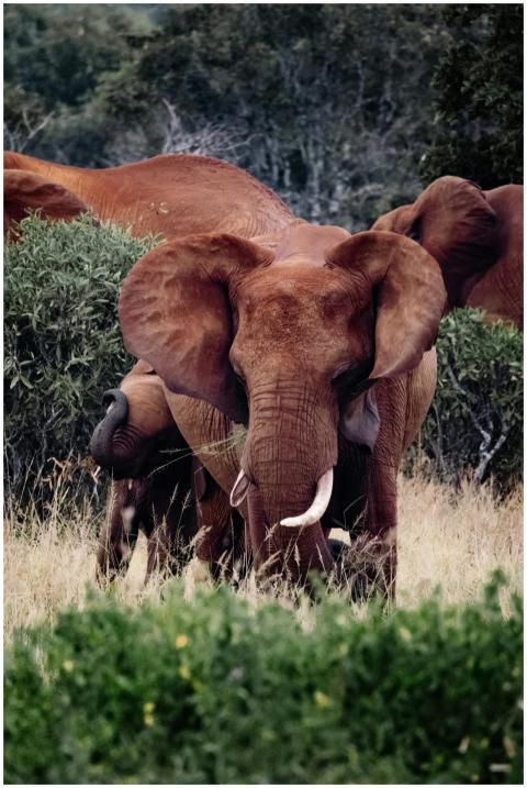 African elephants (Loxodonta africana) grazing in