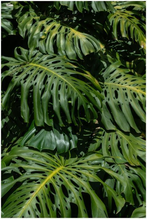 Vibrant green monstera deliciosa leaves in Colombi