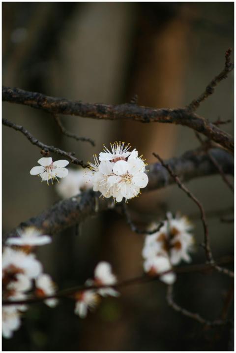 Delicate white blossoms blooming on a tree branch,
