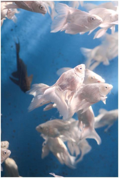 A school of elegant white fish gracefully swimming