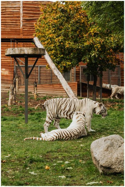 White tigers in a naturalistic zoo habitat surroun
