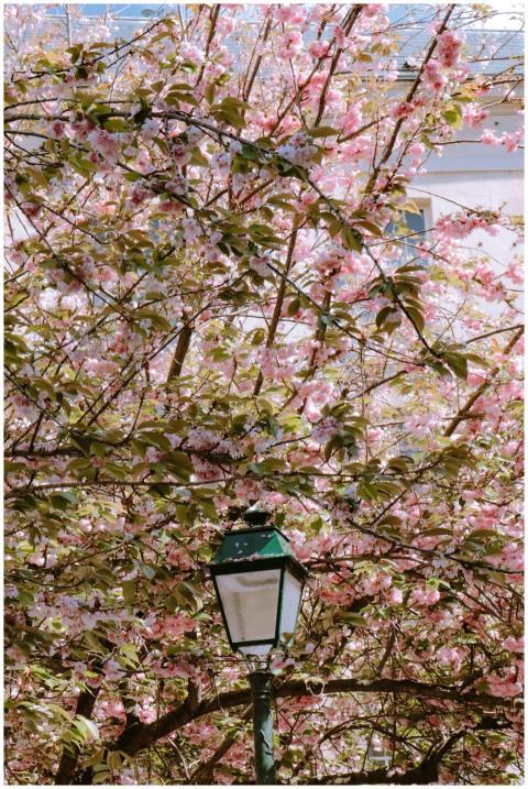 Charming view of cherry blossoms surrounding a vin