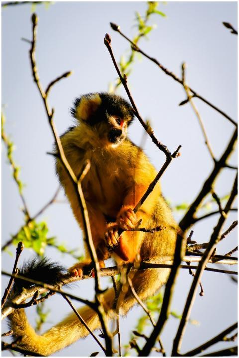 A vibrant squirrel monkey perched on a tree branch
