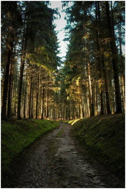 Sunlit forest path surrounded by tall coniferous t