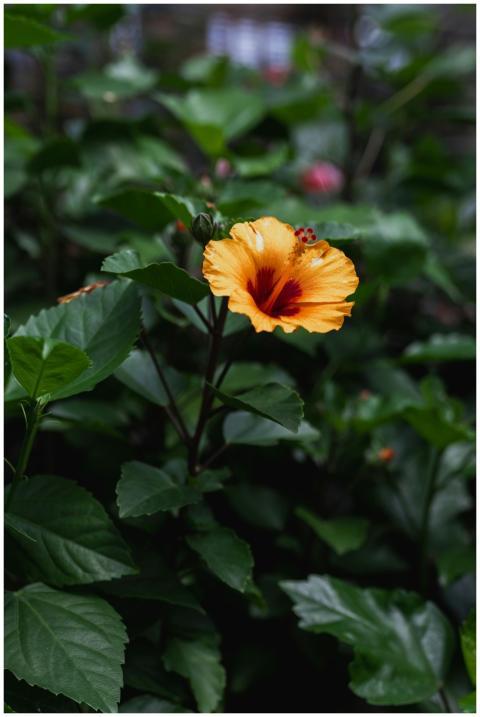 Close-up of an orange hibiscus flower amidst green