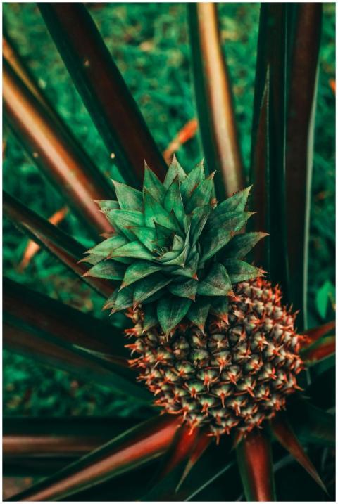 Vibrant close-up of a pineapple plant showcasing i