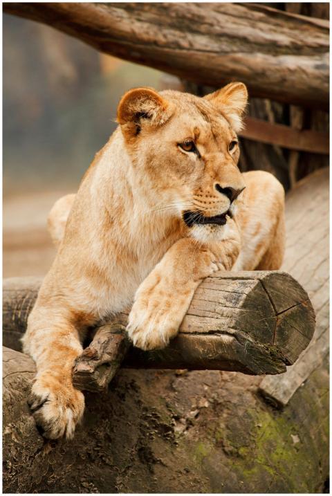 Close-up of a calm lioness lying on a wooden log i