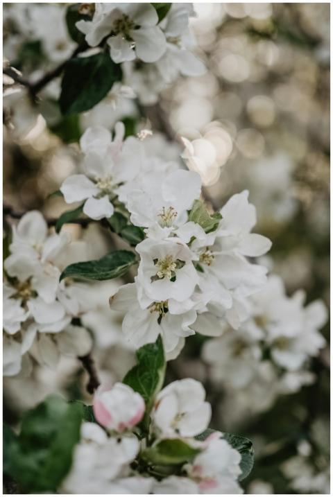 Beautiful close-up of white apple blossoms with so