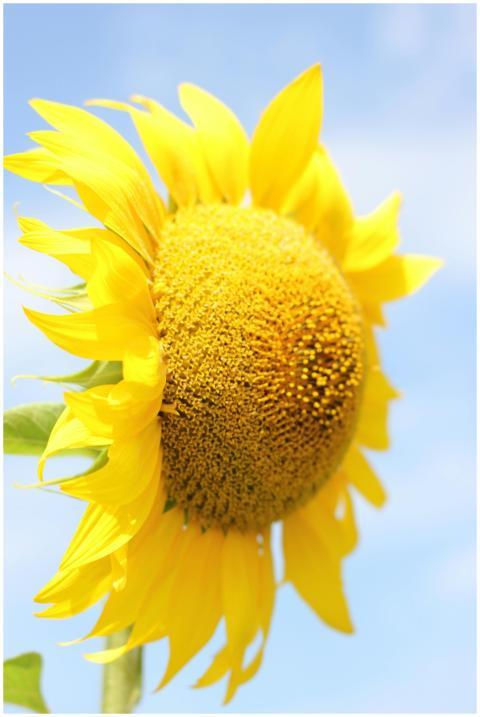 Bright sunflower in full bloom against a clear blu