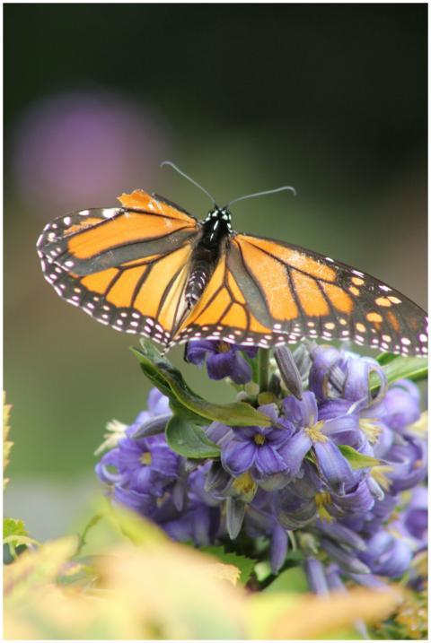 A vivid depiction of a monarch butterfly perched o