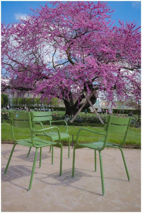 Vibrant green chairs under a blooming cherry bloss