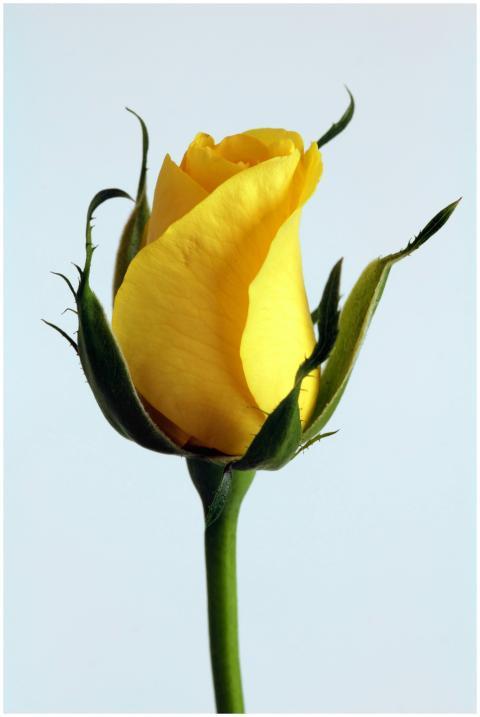 Vibrant yellow rose bud captured in close-up, show