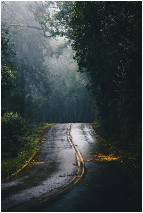 A misty forest road with striking fog and wet asph