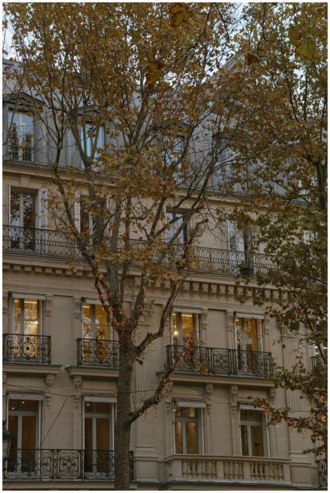 Classic Parisian architecture framed by autumn tre