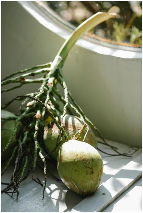 Green coconut tree nut on branch placed near windo