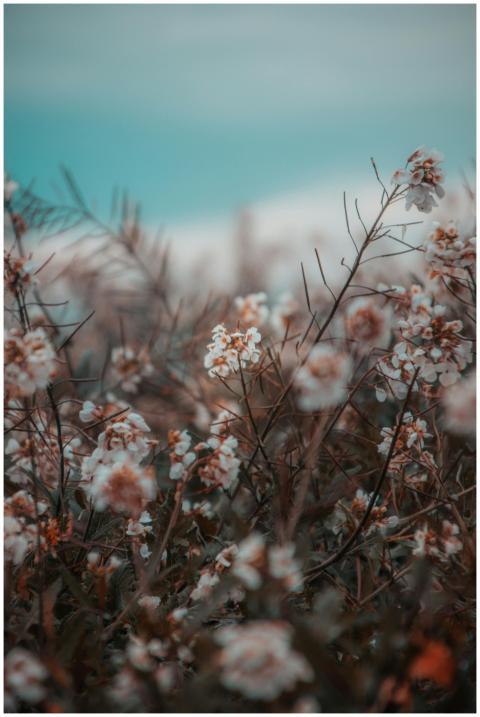 Captivating dreamy field with delicate blossoms an