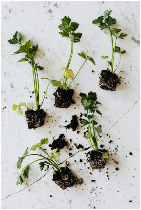 Overhead view of fresh herb seedlings with soil on