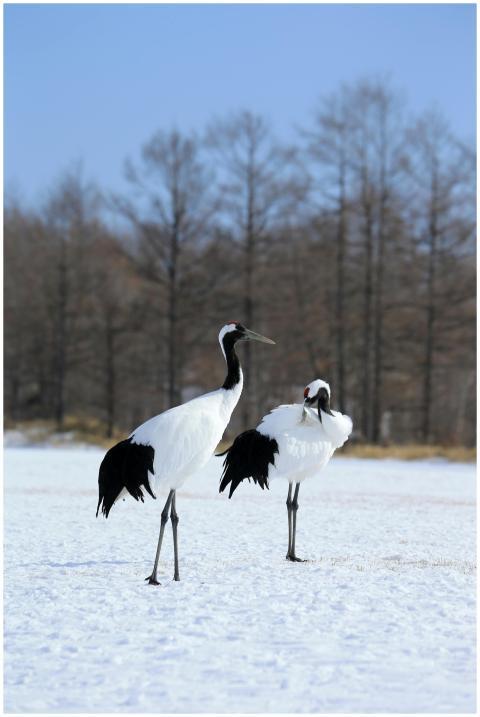 Pair of red-crowned cranes standing in a snowy fie