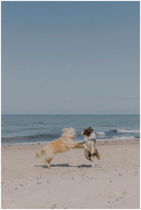 Two playful dogs frolic on a sandy beach against a