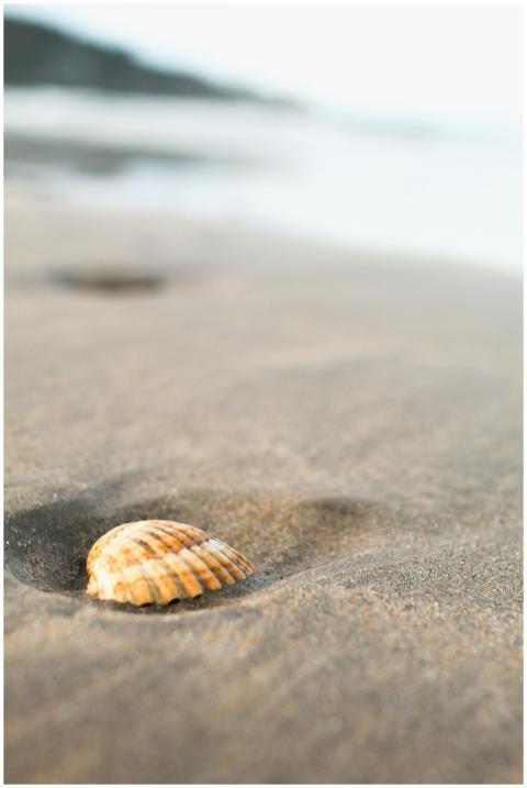 A solitary seashell rests on a sandy beach, evokin