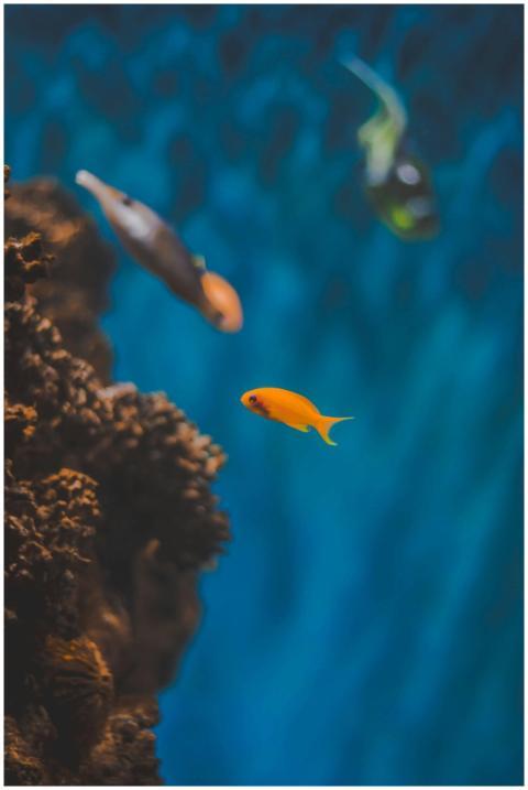 A colorful fish swimming gracefully around a vivid