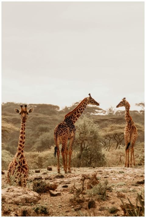 A serene view of three giraffes in the African sav
