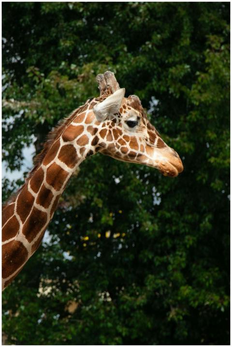 Close-up of a giraffe's head against green trees i