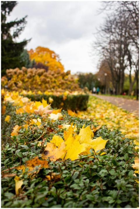 Vibrant autumn leaves covering the bushes in a pea