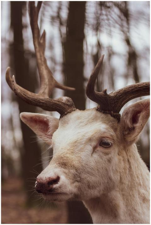Close-up of a white deer with antlers in a tranqui
