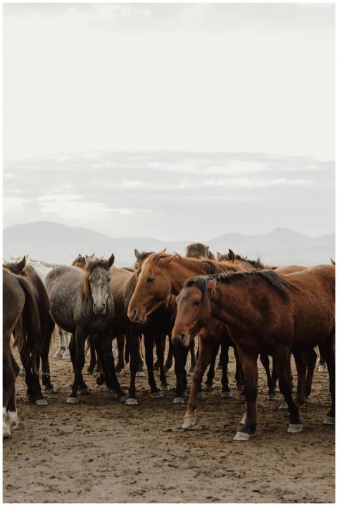 A group of horses standing together in a scenic mo