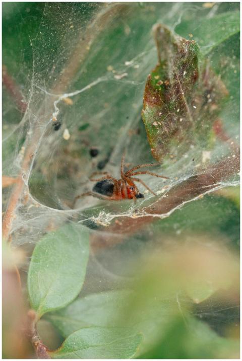 Detail shot of a spider on its web among green lea