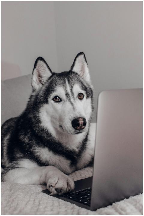 Adorable Husky dog sitting indoors, engaged with a