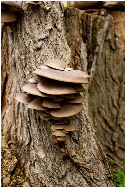 Cluster Pleurotus Mushrooms Tree