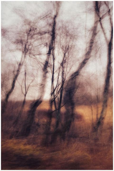 Abstract view of blurry trees in an autumn forest
