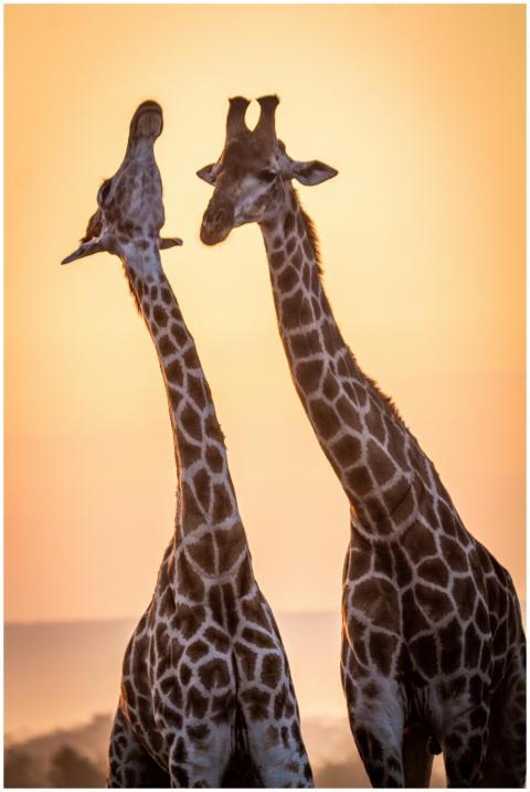 Two giraffes stretch their necks against a strikin