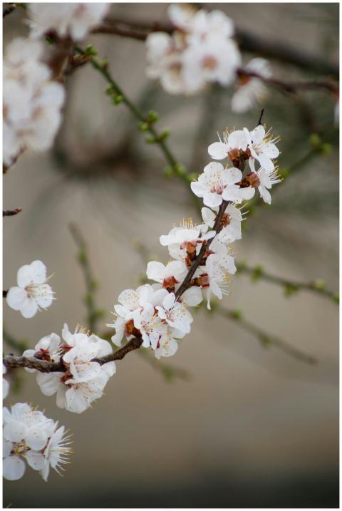Detailed shot of cherry blossoms on a branch with