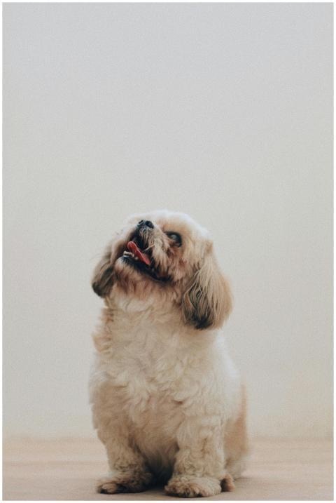 Adorable shih tzu puppy sits indoors with a playfu