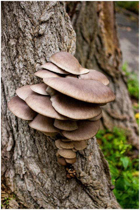 Cluster Oyster Mushrooms Growing