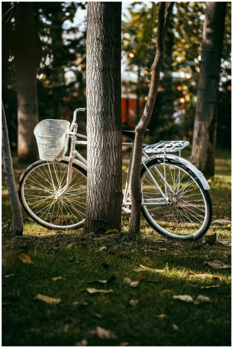 A classic white bicycle rests against a tree in a
