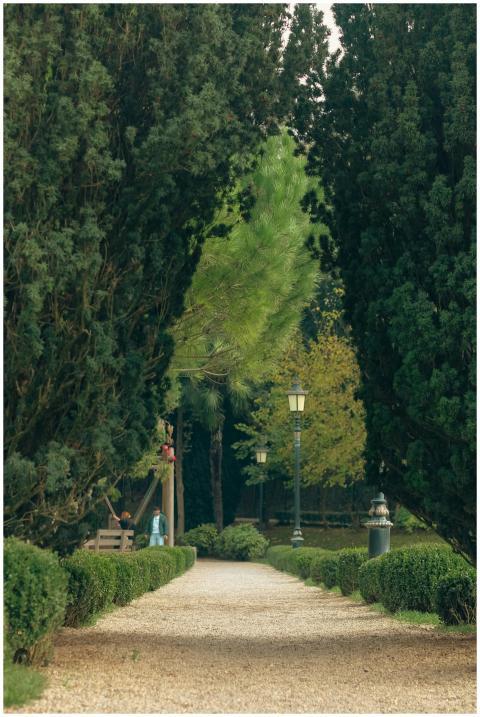 Peaceful park pathway lined with towering trees an