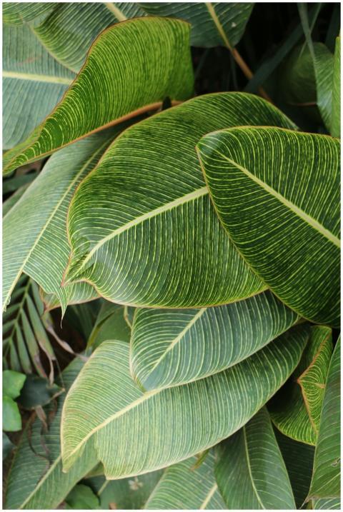 Close-up of lush green tropical foliage featuring